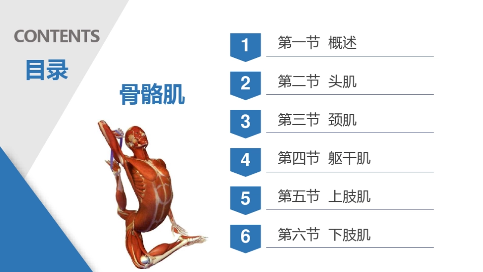 骨骼肌-人体解剖学-运动系统_第2页