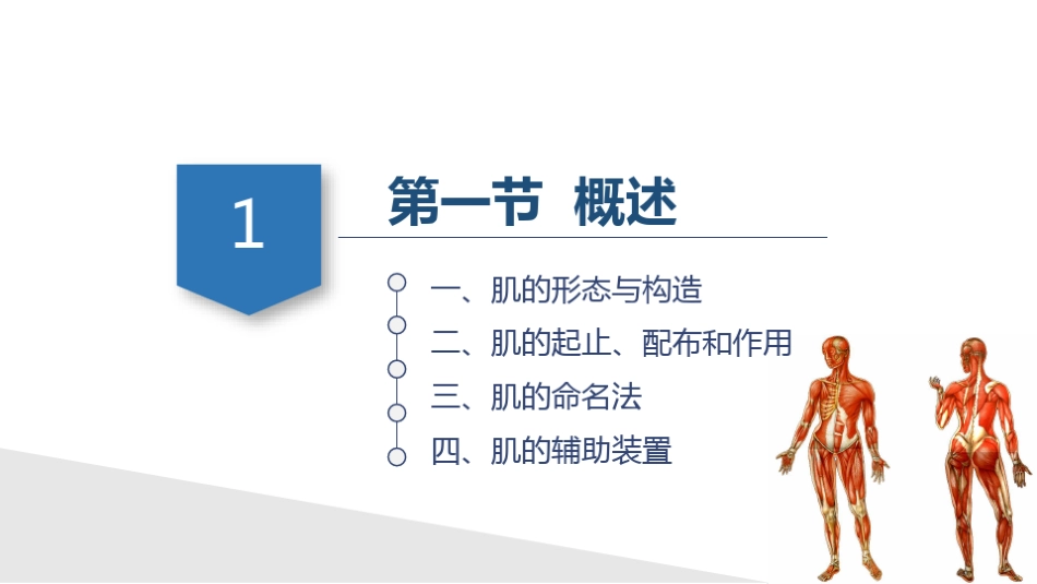 骨骼肌-人体解剖学-运动系统_第3页