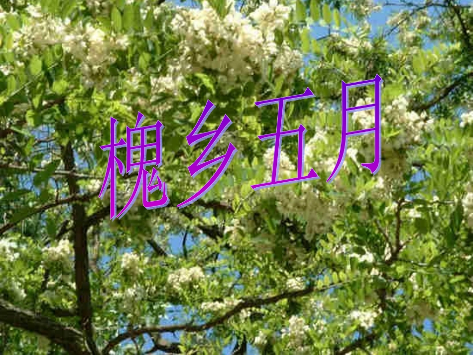 槐乡五月第二课时_第1页