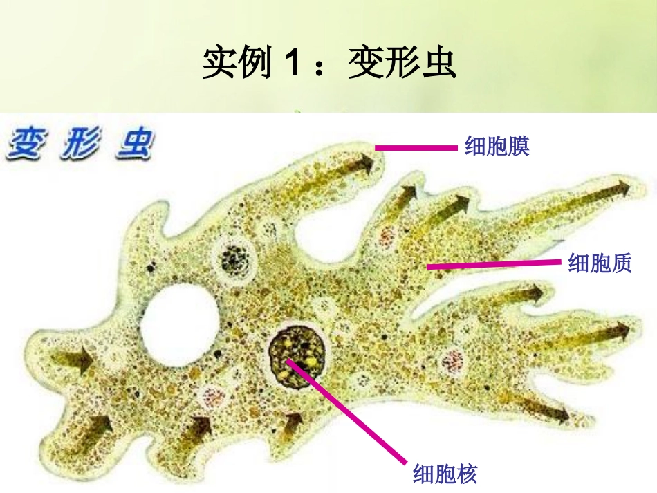 第2节细胞是生命活动的单位_第2页