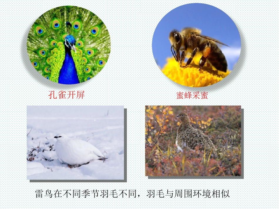 第1节先天性行为和后天学习行为-(3)_第3页