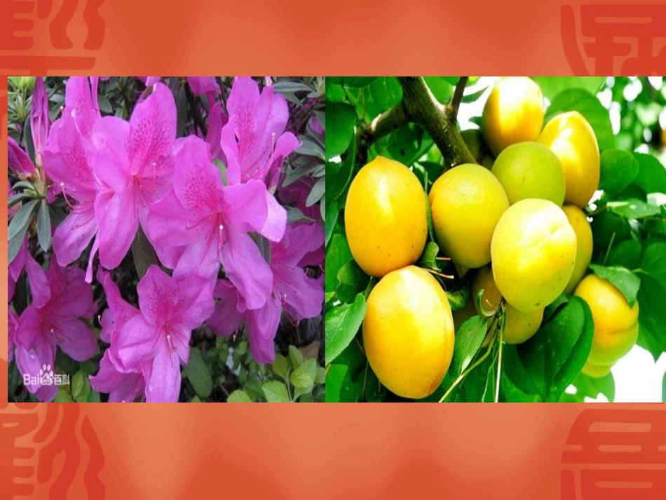 第三节-开花和结果_第3页