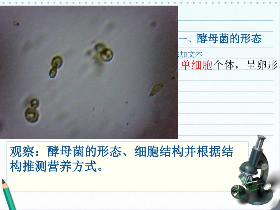 第一节酵母菌和霉菌_第2页