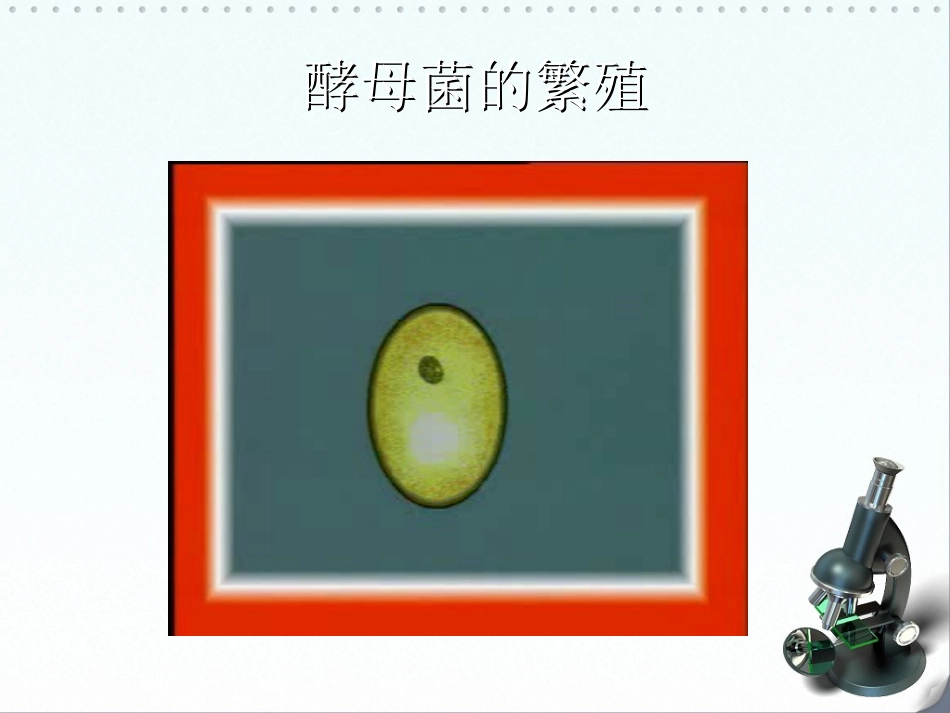第一节酵母菌和霉菌_第3页