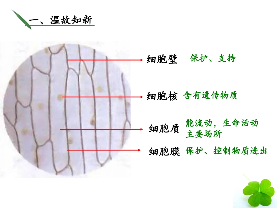 第三节-观察动物细胞_第1页