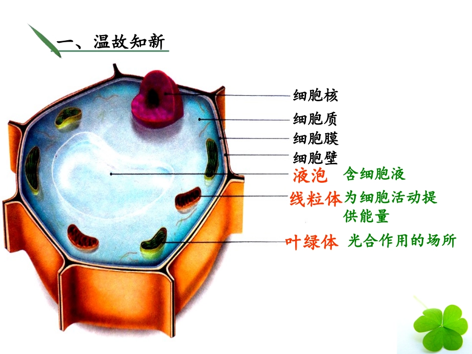 第三节-观察动物细胞_第2页