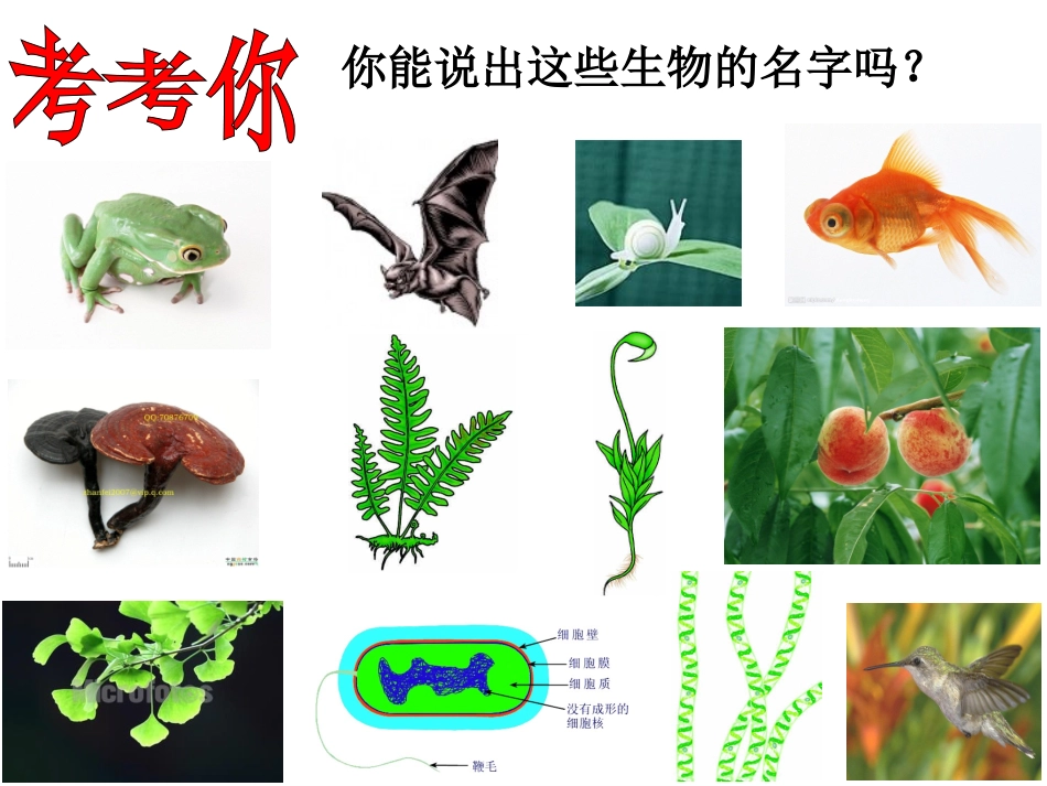 第1节生物的命名和分类-(2)_第3页