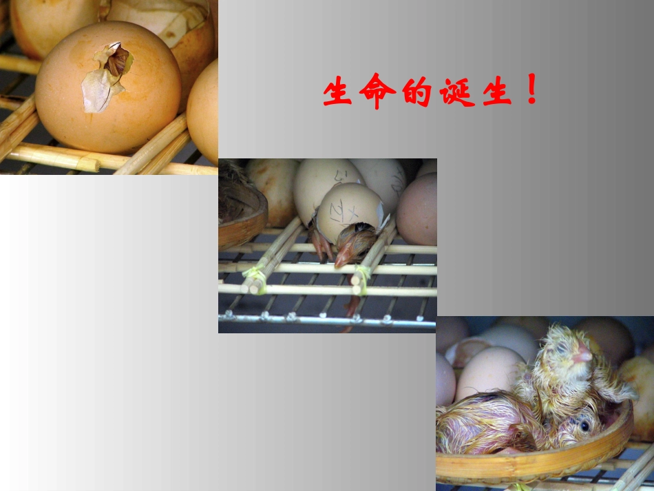 《蝉、贝壳》课件2_第2页