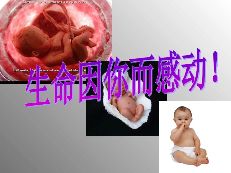 《蝉、贝壳》课件2_第3页