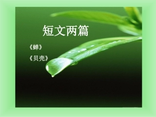 《蝉、贝壳》课件2
