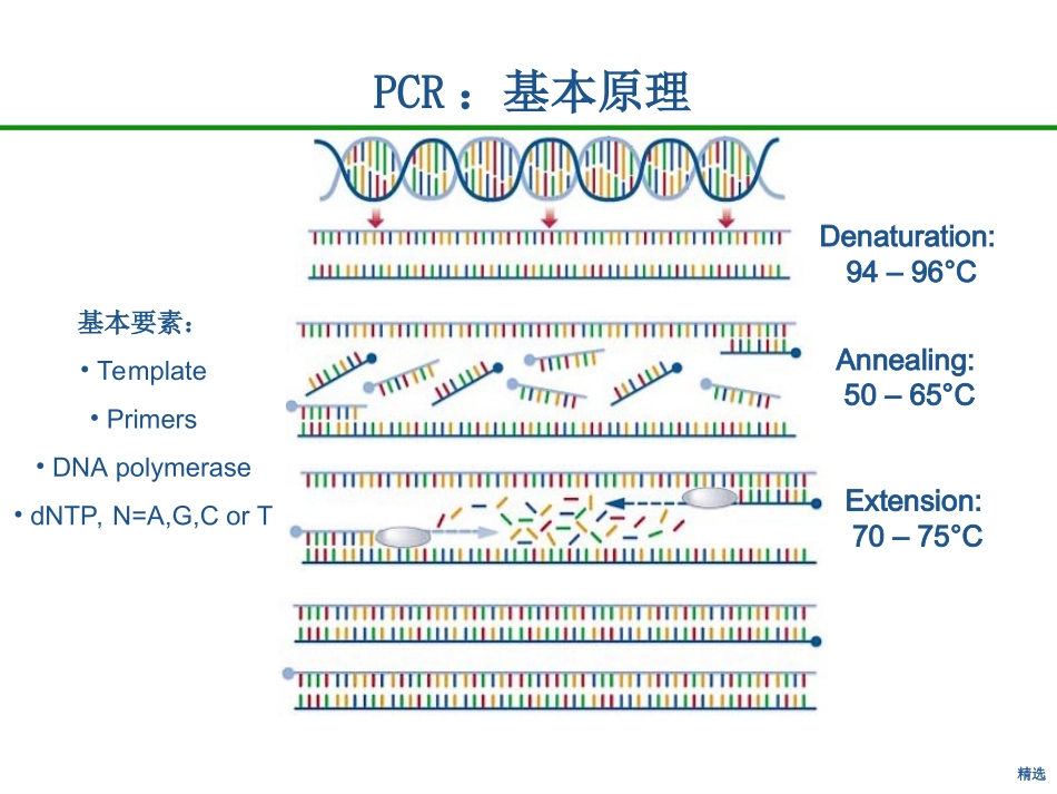 新版实时荧光定量PCR技术原理课件.ppt_第3页