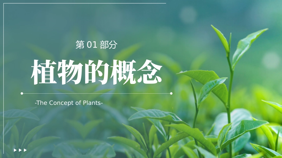 植物介绍笔记_第3页