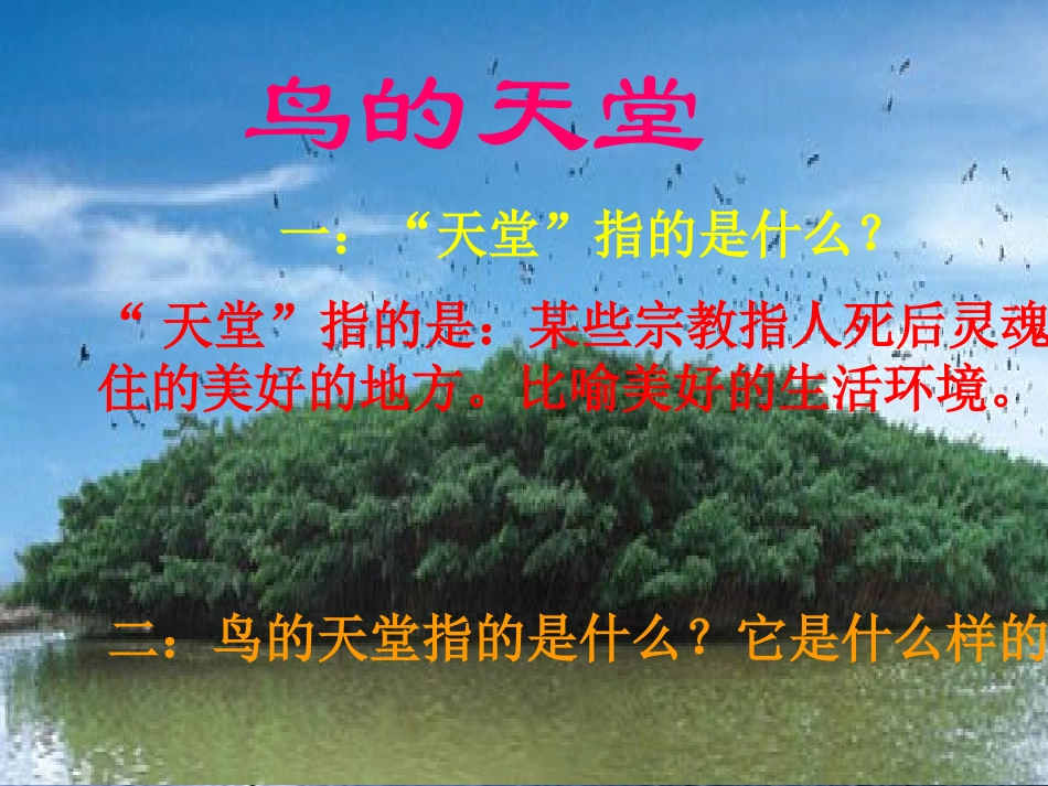 《鸟的天堂》课件_第1页