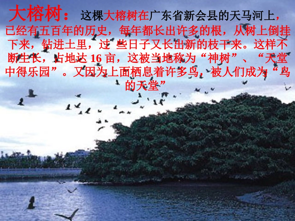 《鸟的天堂》课件_第2页
