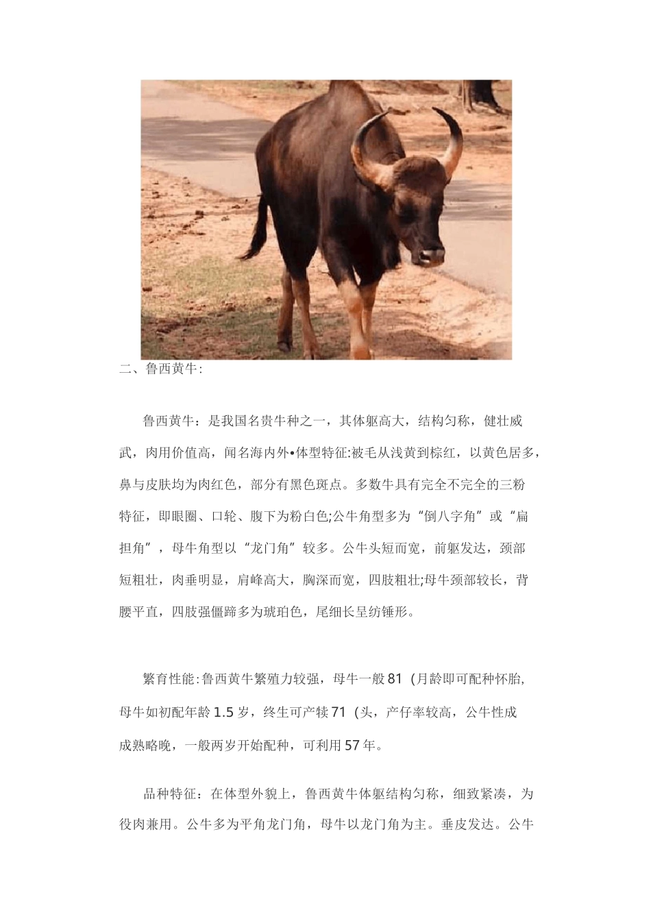 我国主要饲养的肉牛品种_第3页