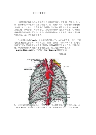 体循环动脉解剖全解