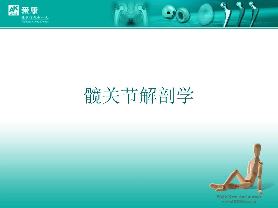 髋关节解剖学_第1页