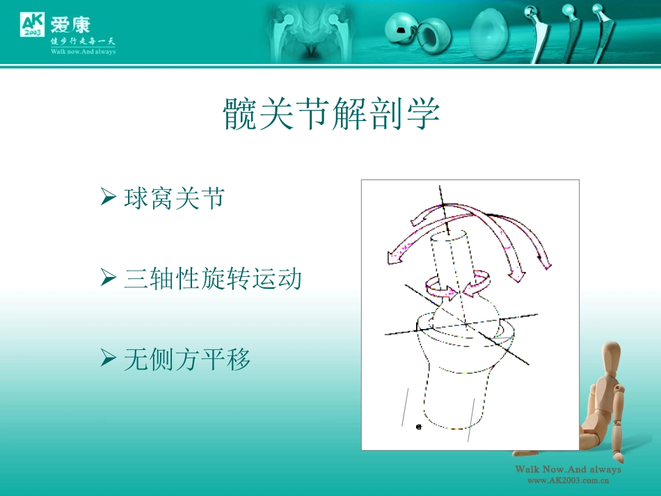 髋关节解剖学_第3页