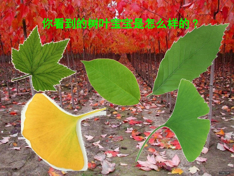 教科版小学科学三年级上册第一单元《植物的叶》PPT课件_第2页