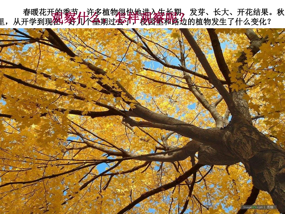 教科版科学三年级上册《植物发生了什么变化》PPT课件1精品_第2页