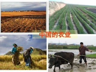 2017届 中国的农业ppt