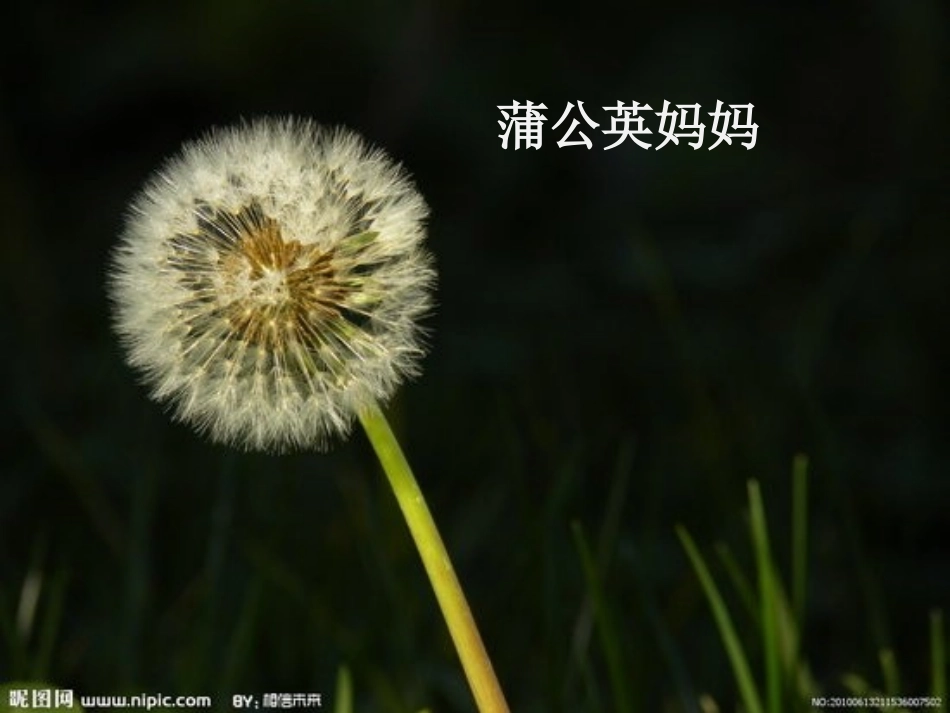 部编版二年级语文上册《植物妈妈有办法》课件_第3页