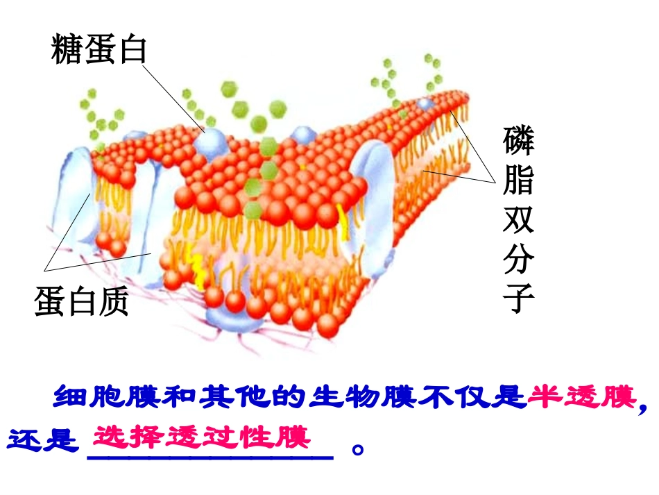 生物：4.3《物质跨膜运输的方式》课件(3)(新人教版必修1)_第3页