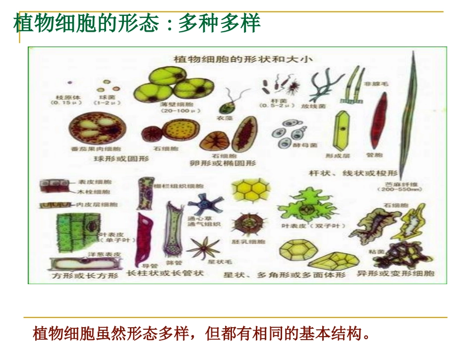 植物细胞的结构和功能_第2页