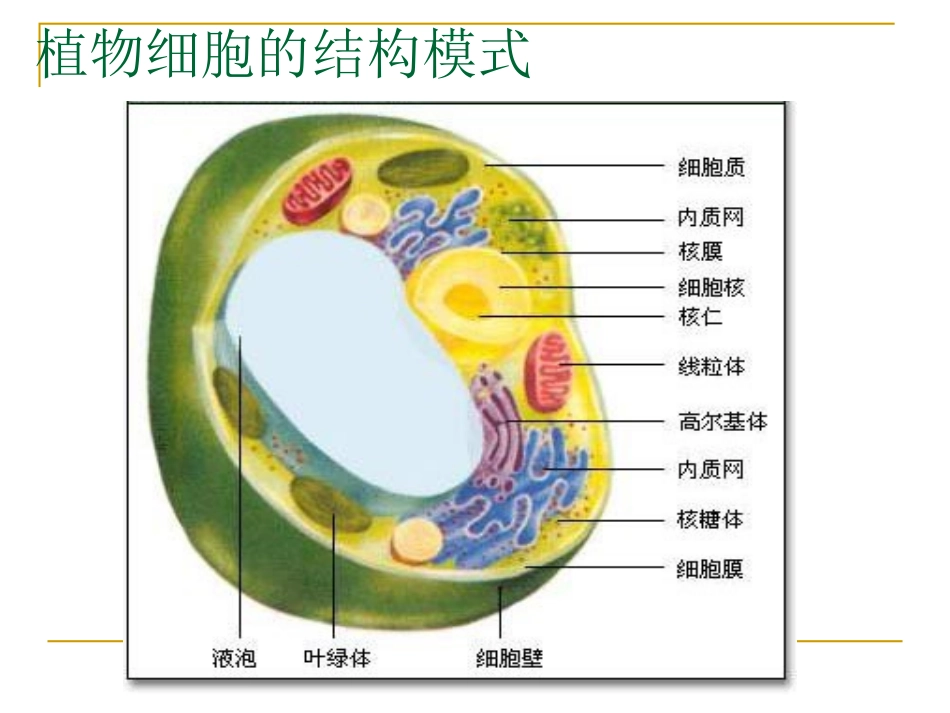 植物细胞的结构和功能_第3页