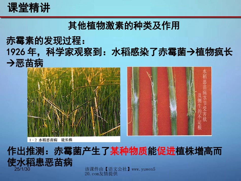 【人教版】必修三生物：3.3《其他植物激素》优秀ppt课件_第3页
