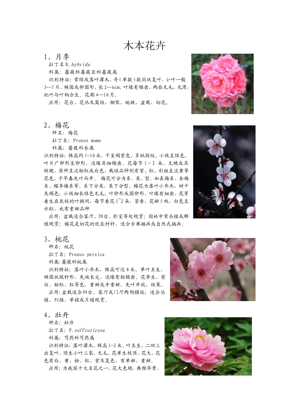 园林常见木本花卉_第1页