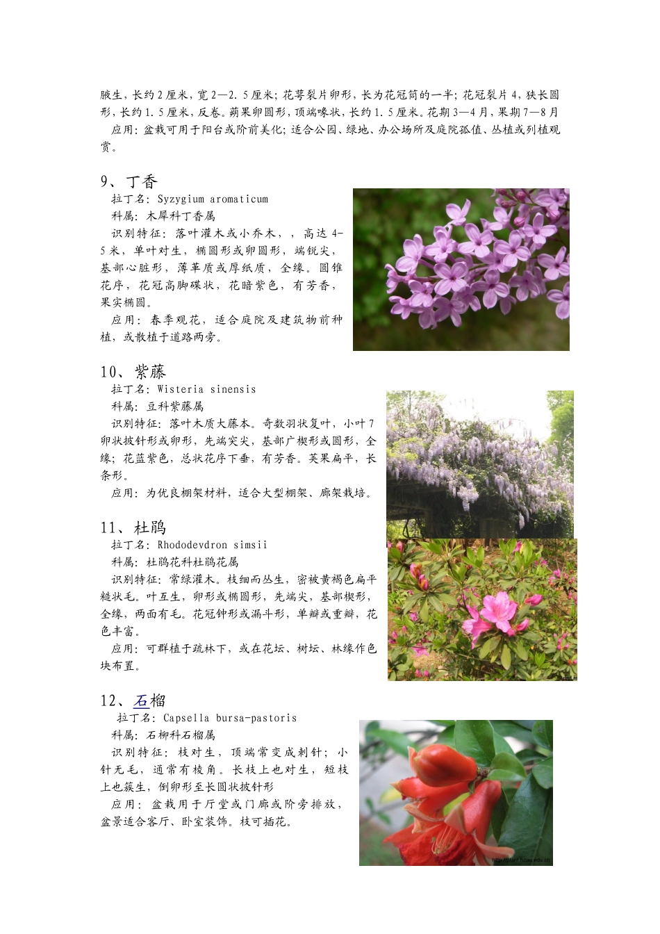 园林常见木本花卉_第3页