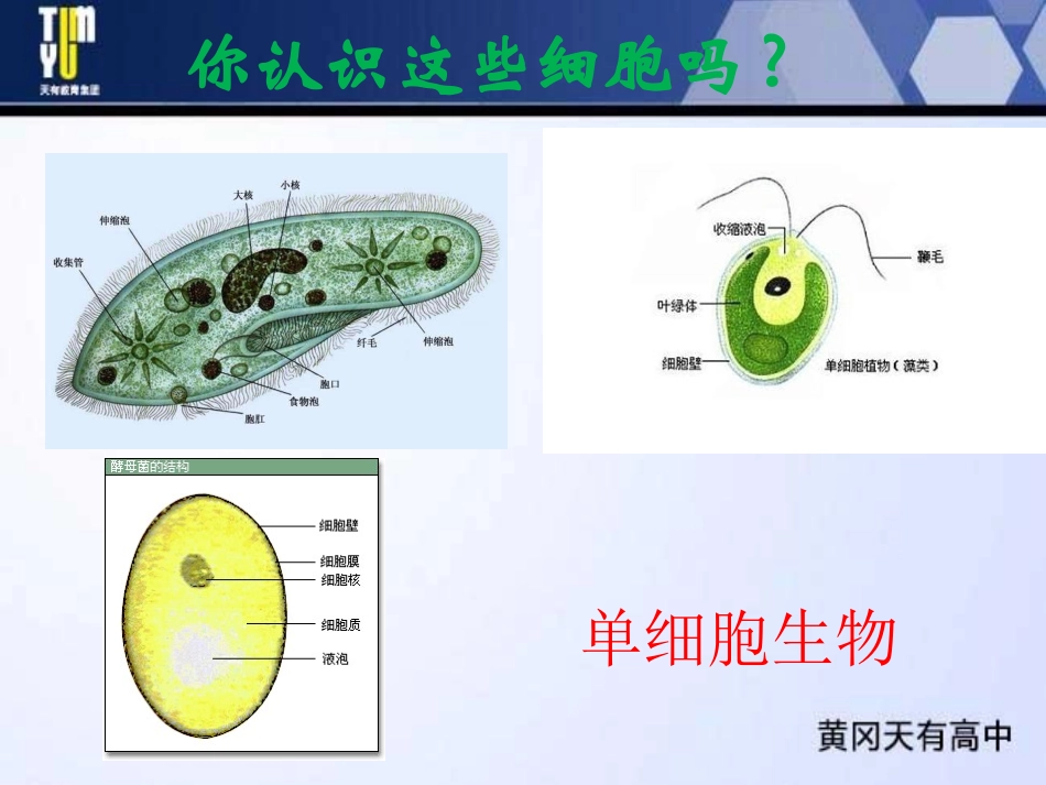 使用高倍显微镜观察几种细胞ppt_第2页