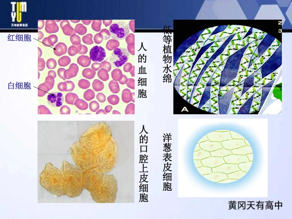 使用高倍显微镜观察几种细胞ppt_第3页