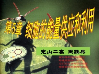 降低化学反应活化能的酶公开课特等奖