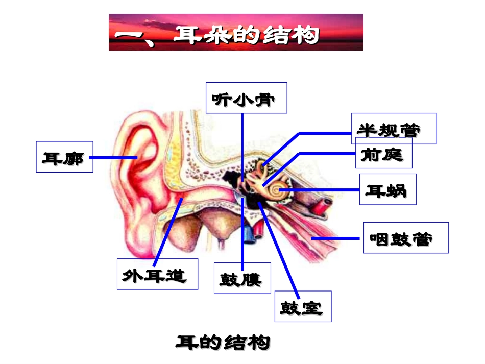 耳朵的结构和功能_第2页
