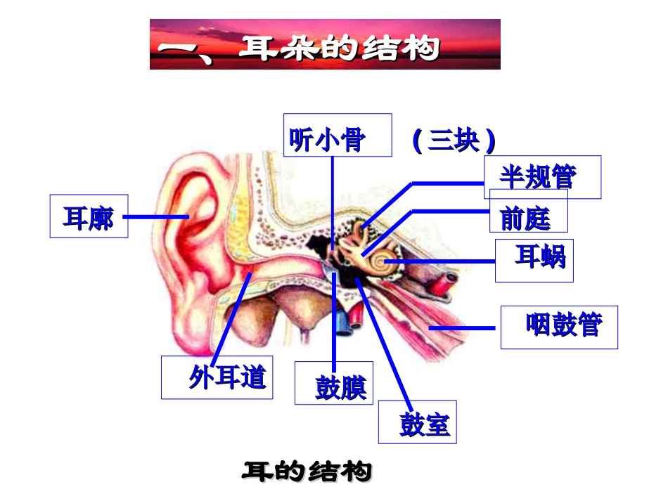 耳朵的结构和功能_第3页