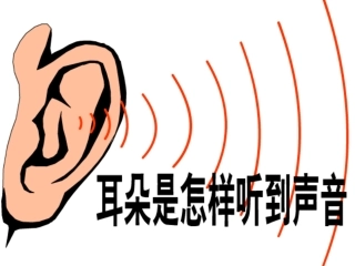 耳朵的结构和功能