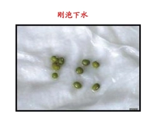 观察日记 绿豆发芽(1)