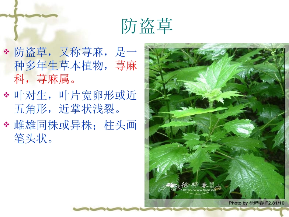 植物学——奇花异草_第3页