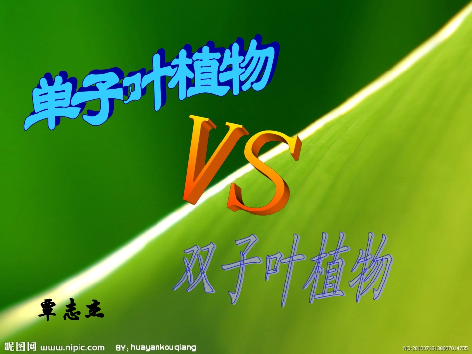 单子叶植物和双子叶植物_第1页