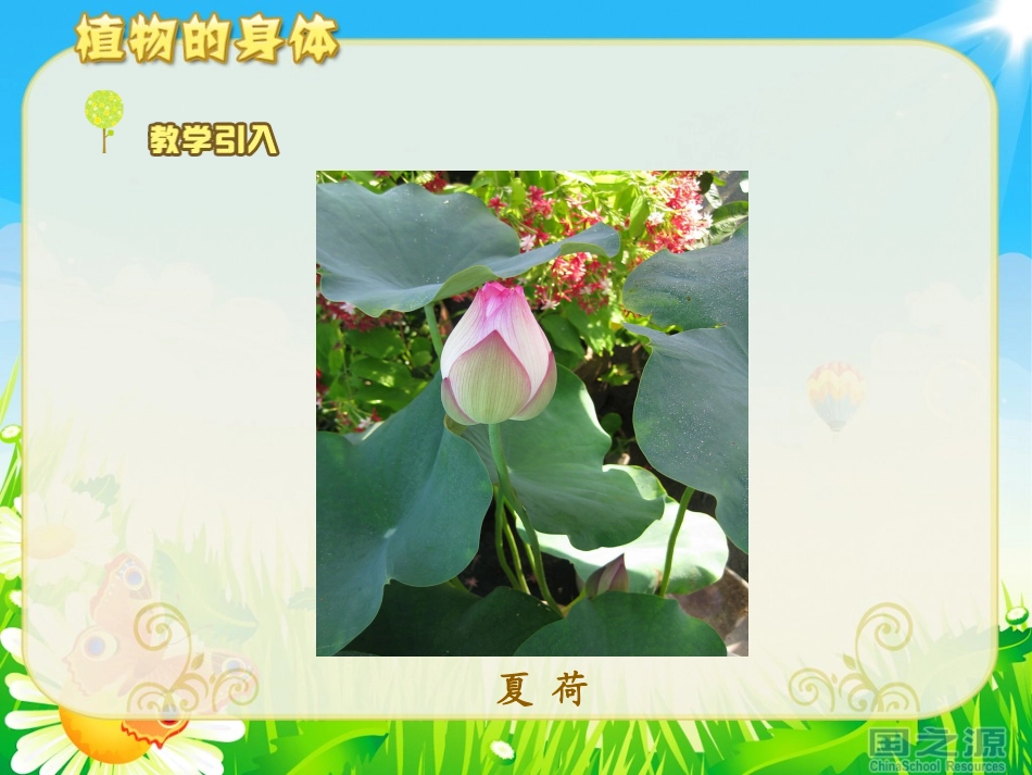 《植物的身体》课件_第3页