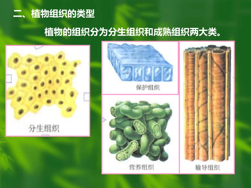 植物组织和功能_第2页