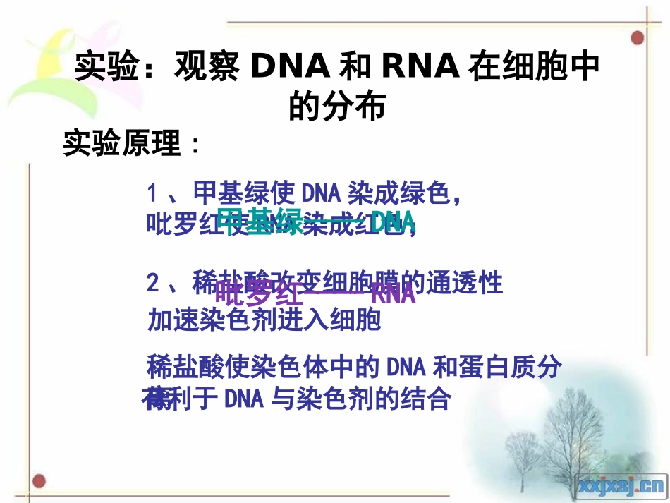 核酸在细胞中的分布_第2页