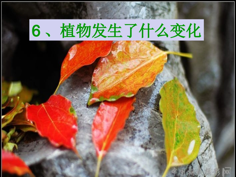 植物发生了什么变化(SB完美版)_第2页