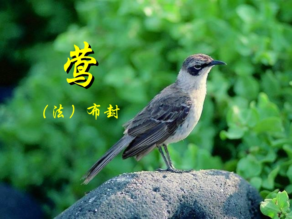 莺   布封_第1页