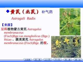 豆科植物类生药