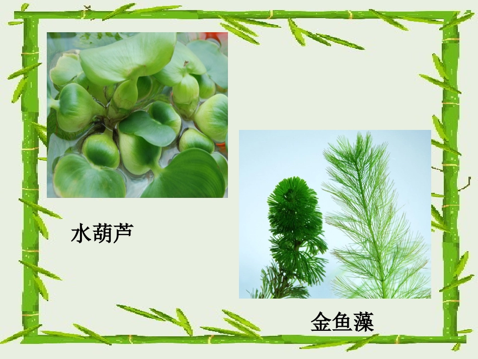 三年级科学观察水生植物_第2页