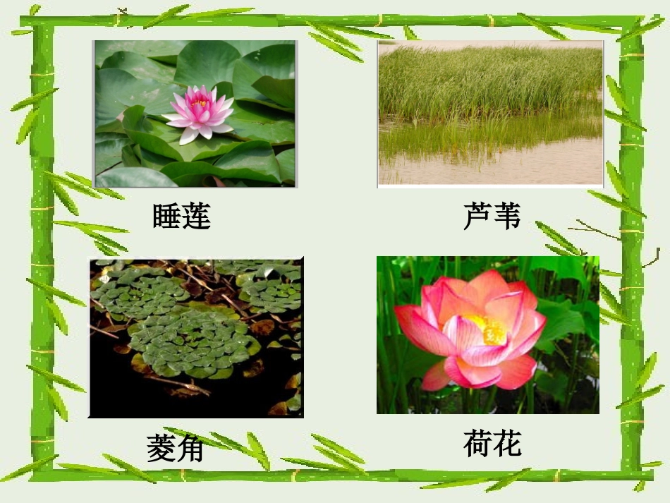 三年级科学观察水生植物_第3页