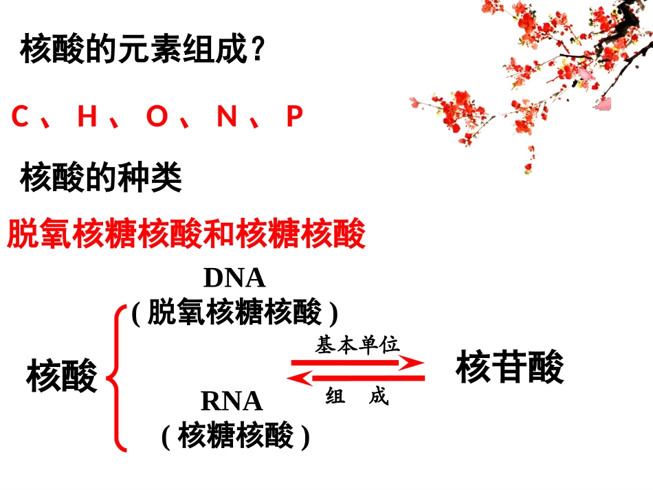核酸的结构和功能_第2页